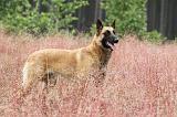 MALINOIS 526